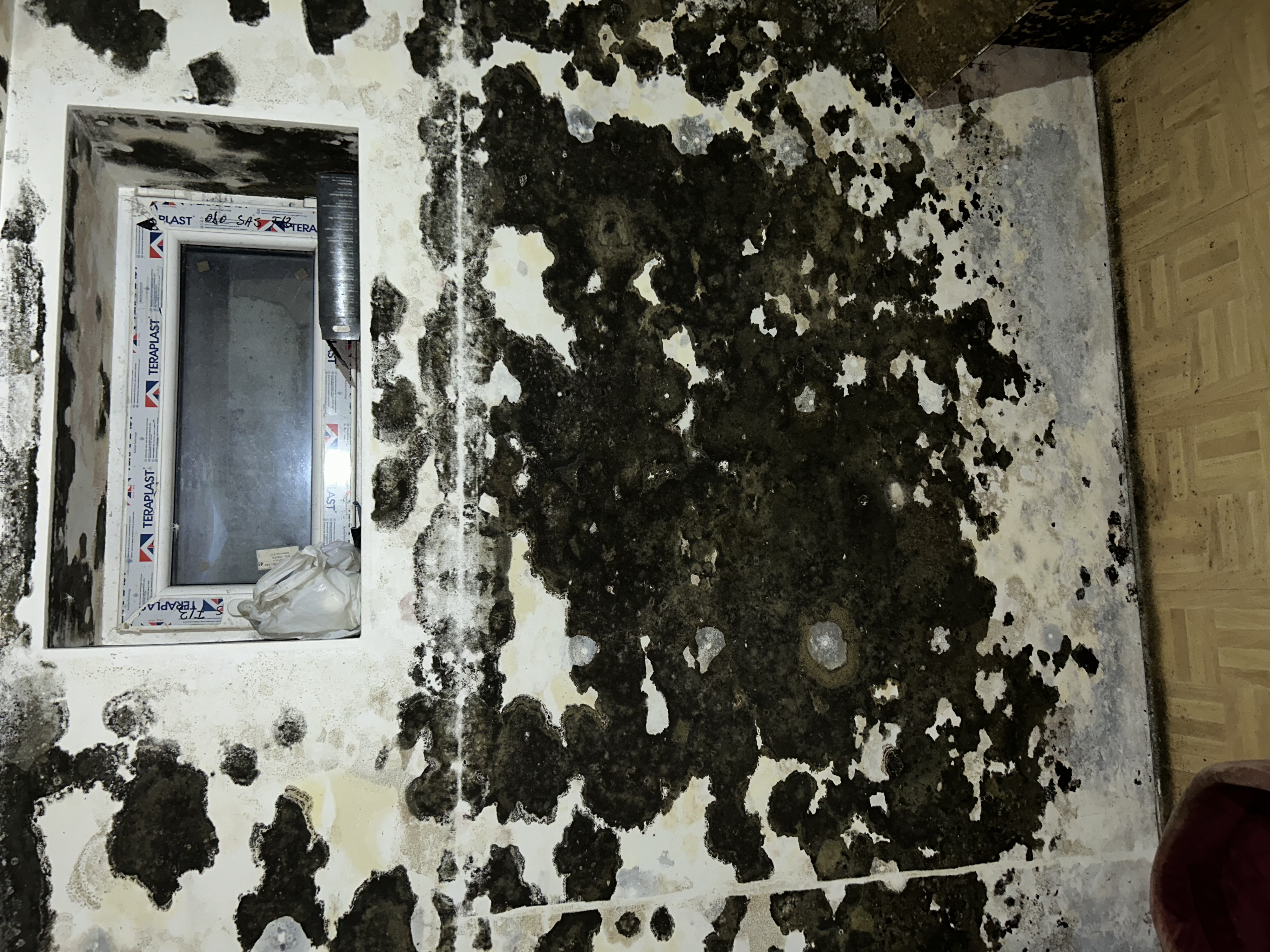 Moisissure verte et noire sur un mur humide d'une chambre